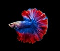 Red and blue siamese fighting fish, betta fish isolated on Black background.Crowntail Betta in Thailand Royalty Free Stock Photo