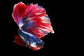 Red Blue Siamese Fighting fish `Fancy Halfmoon Betta` The moving moment beautiful of betta fish in Thailand. Royalty Free Stock Photo