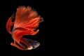 Red blue Siamese Fighting fish, Betta splendens, Fancy Halfmoon Betta, The moving moment beautiful of betta fish in Thailand. Royalty Free Stock Photo