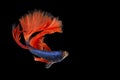 Red Blue Siamese Fighting fish. The moving moment beautiful of betta fish in Thailand isolated on black background Royalty Free Stock Photo