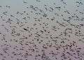 Red blue sky full of birds. Big flock of migratory birds is flying.