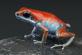 Red and Blue strawberry dart frog