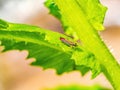 Red and blue striped leafhopper