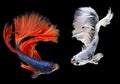 Red blue and white Siamese Fighting fish, Two Fancy Halfmoon Betta, The moving moment beautiful of betta fish in Thailand. Betta Royalty Free Stock Photo