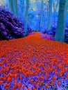 Red/blue wonderful flower landscape in Keukenhof Royalty Free Stock Photo