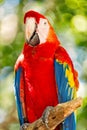 Red, blue, yellow ara parrot outdoor. beautiful cute funny bird of red, blue, yellow feathered ara parrot outdoor on Royalty Free Stock Photo