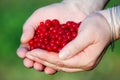 Red blueberries held in offering hands Royalty Free Stock Photo