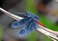 A red body, black wings, dragonfly, sitting over a branch, blurred background.