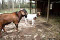 Red Boer Billy Goat and Nanny Goat
