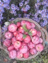 red-boiled apples