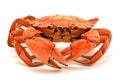 Red boiled crab Royalty Free Stock Photo