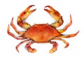 Red boiled crab isolated illustration