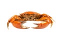 Red boiled crab isolated on white background Royalty Free Stock Photo