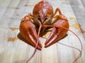 Red boiled crayfish Astacus astacus with pincers close up Royalty Free Stock Photo