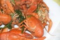Red boiled crayfish in spices and herbs on a white plate Royalty Free Stock Photo