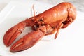 Red boiled lobster Royalty Free Stock Photo