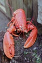 Red boiled lobster in nature