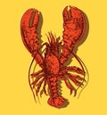 Red boiled lobster. Vector illustration on color background. Seafood