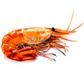 Red boiled prawn, cooked tiger shrimp, seafood ingredient, isolated, watercolor illustration on white Royalty Free Stock Photo