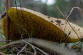 red boletus or Xerocomellus chrysenteron autumn mushroom