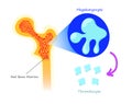 Red bone marrow thrombocyte production. illustration of the platelets synthesis from megakaryocyte Royalty Free Stock Photo