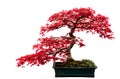 Red Bonsai Tree