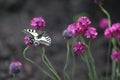Red book butterfly Mahaon sitting on the flower of Armeria. Royalty Free Stock Photo