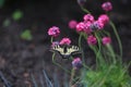 Red book butterfly Mahaon sitting on the flower of Armeria. Royalty Free Stock Photo