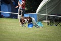 Red border collie is cathing frisbee on competition.