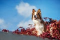 Red Border Collie dog against the sky Royalty Free Stock Photo