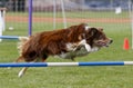 Red border collie dog going over a jump