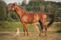 Red border collie dog and horse Royalty Free Stock Photo