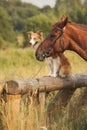 Red border collie dog and horse Royalty Free Stock Photo