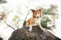 Red border collie dog lying on a log Royalty Free Stock Photo