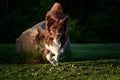 Red border collie dog in a meadow, summer Royalty Free Stock Photo