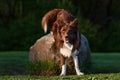 Red border collie dog in a meadow, summer Royalty Free Stock Photo