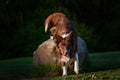 Red border collie dog in a meadow, summer Royalty Free Stock Photo