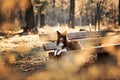 Red border collie dog in a meadow, summer Royalty Free Stock Photo