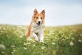 Red border collie dog running in a meadow Royalty Free Stock Photo
