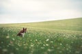 Red border collie dog sitting in a meadow Royalty Free Stock Photo