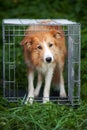 Red border collie dog standing in cage Royalty Free Stock Photo