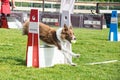 Red border collie on flyball schampionship in Prague Royalty Free Stock Photo