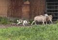 Red Border Collie Herding Sheep next to an Old Barn Royalty Free Stock Photo