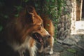 Red border collie look away Royalty Free Stock Photo