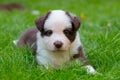 Red border collie puppy Royalty Free Stock Photo