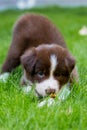 Red border collie puppy Royalty Free Stock Photo