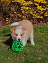 Red Border Collie Puppy Playing with Green Ball Royalty Free Stock Photo