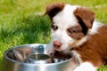 Red border collie puppy Royalty Free Stock Photo