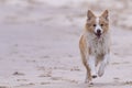 Red border collie running on beach Royalty Free Stock Photo