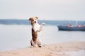 Red border collie running on a beach Royalty Free Stock Photo